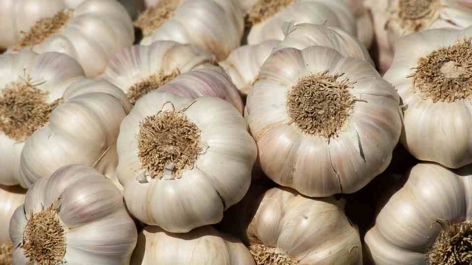 Health Benefits of Garlic : A Closer Look at its Nutritional Profile, Uses, and Myths