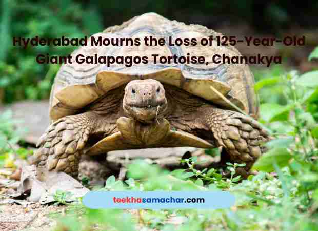 125-Year-Old Giant Tortoise Dead : Hyderabad Mourns the Loss Chanakya,Tortoise