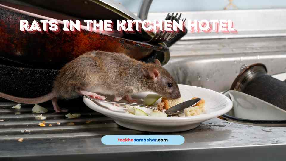 Rats in the Kitchen! Shocking Discovery at Popular Hyderabad Hotel – Rotten Chicken Found!